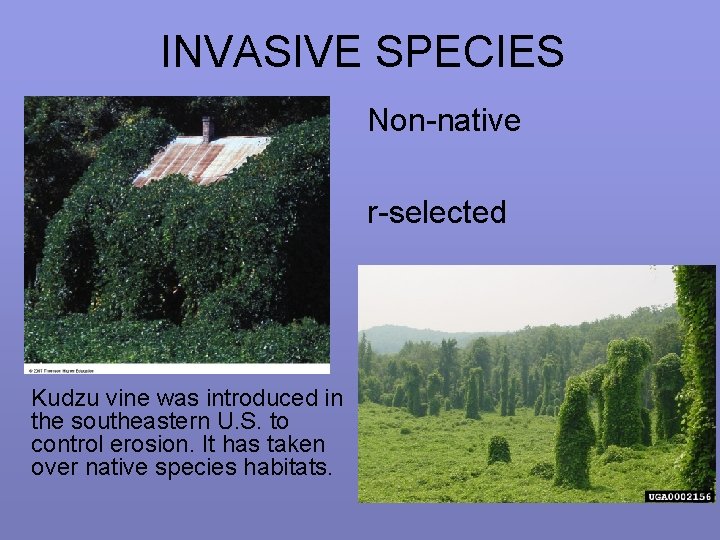 INVASIVE SPECIES Non-native r-selected Kudzu vine was introduced in the southeastern U. S. to