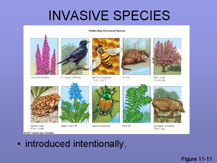 INVASIVE SPECIES • introduced intentionally. Figure 11 -11 