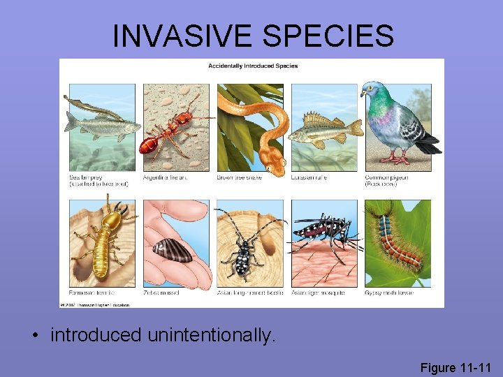 INVASIVE SPECIES • introduced unintentionally. Figure 11 -11 