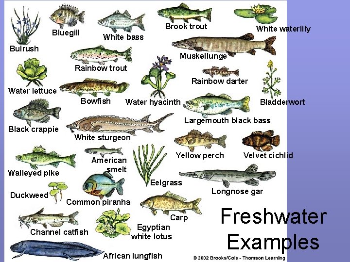 Brook trout Bluegill White waterlily White bass Bulrush Muskellunge Rainbow trout Rainbow darter Water