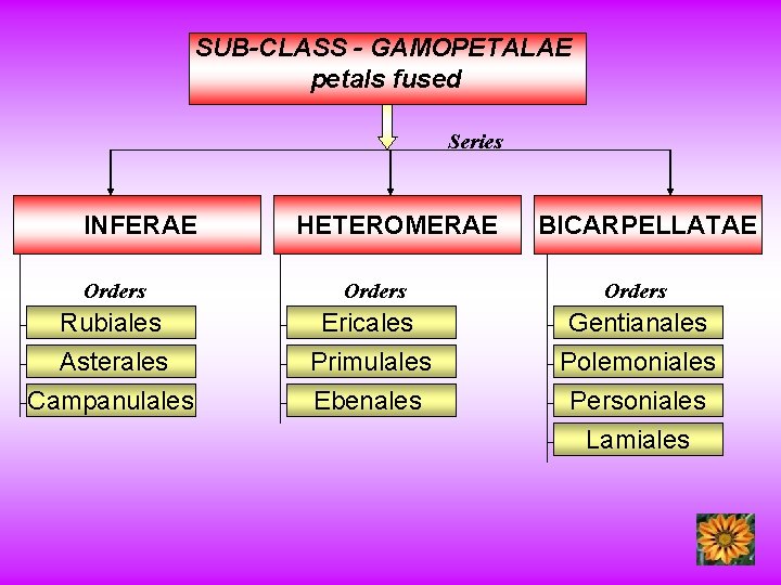 SUB-CLASS - GAMOPETALAE petals fused Series INFERAE Orders HETEROMERAE Orders Rubiales Ericales Asterales Campanulales