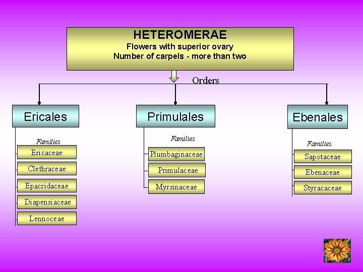 HETEROMERAE Flowers with superior ovary Number of carpels - more than two Orders Ericales