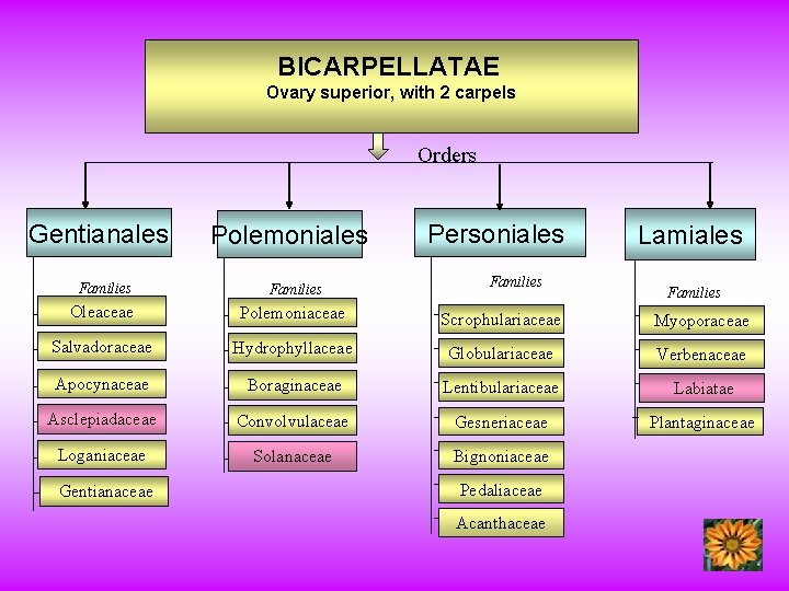 BICARPELLATAE Ovary superior, with 2 carpels Orders Gentianales Polemoniales Personiales Families Lamiales Families Oleaceae