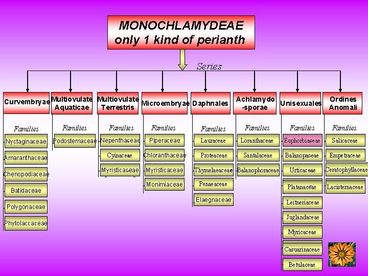 MONOCHLAMYDEAE only 1 kind of perianth Series Curvembryae Multiovulate Microembryae Daphnales Aquaticae Terrestris Families