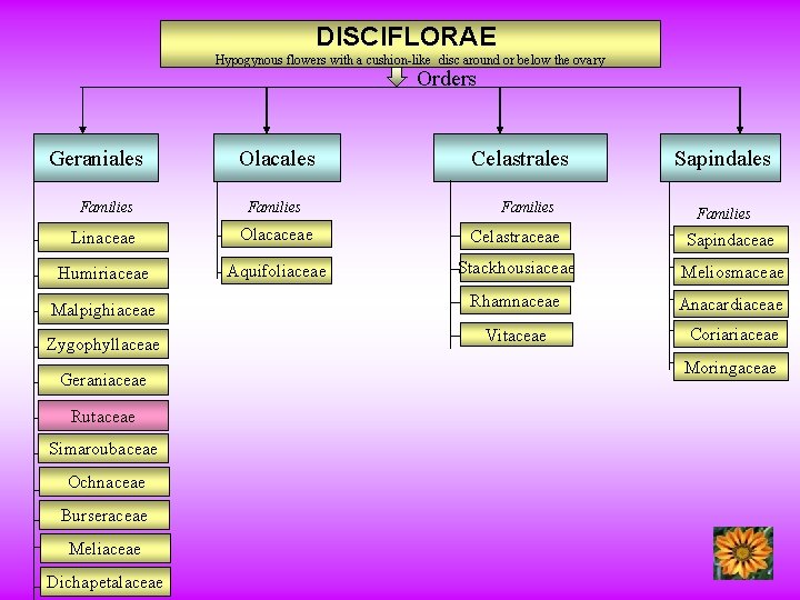 DISCIFLORAE Hypogynous flowers with a cushion-like disc around or below the ovary Orders Geraniales