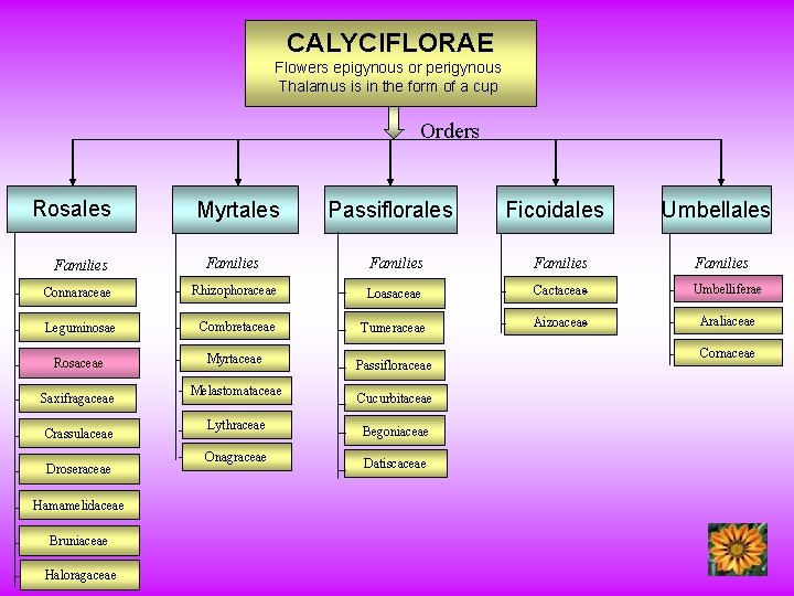 CALYCIFLORAE Flowers epigynous or perigynous Thalamus is in the form of a cup Orders
