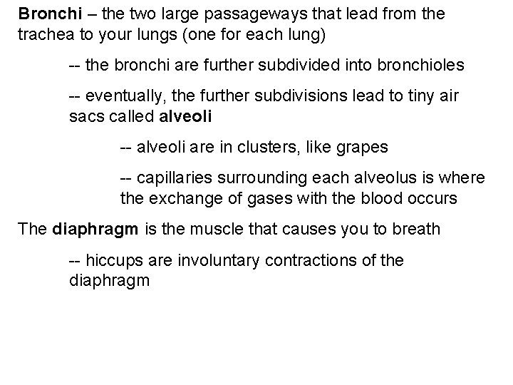 Bronchi – the two large passageways that lead from the trachea to your lungs