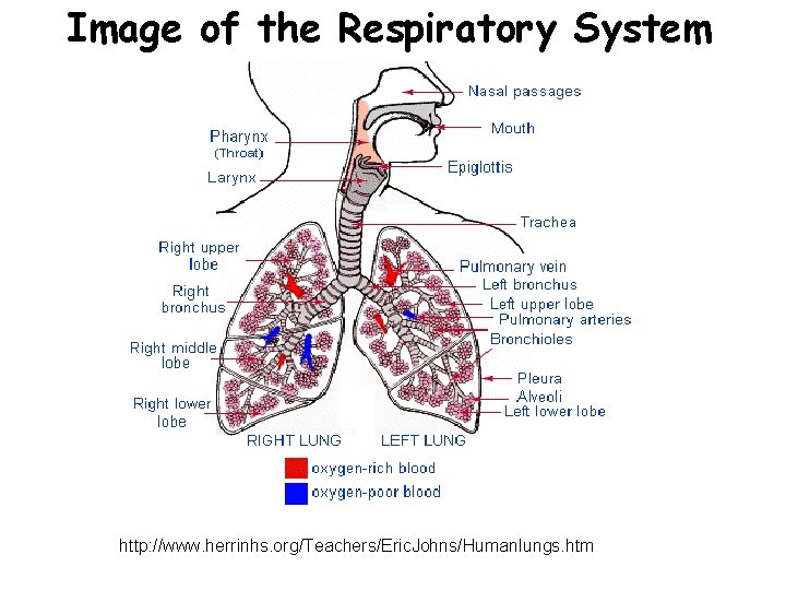 Image of the Respiratory System http: //www. herrinhs. org/Teachers/Eric. Johns/Humanlungs. htm 