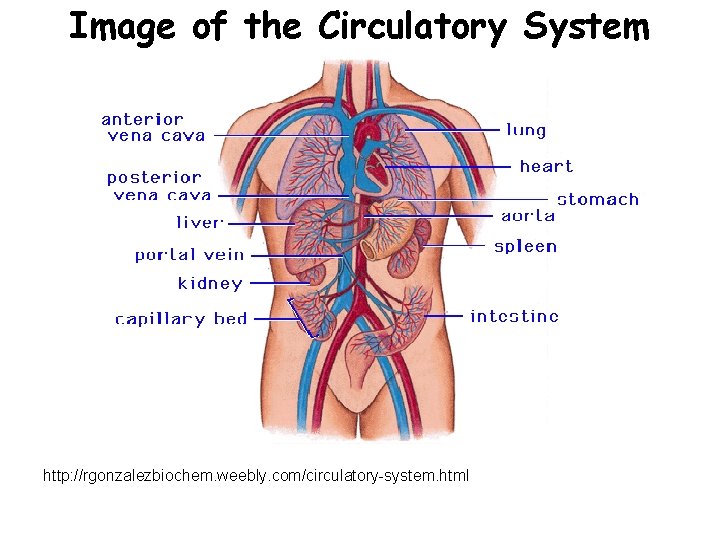 Image of the Circulatory System http: //rgonzalezbiochem. weebly. com/circulatory-system. html 