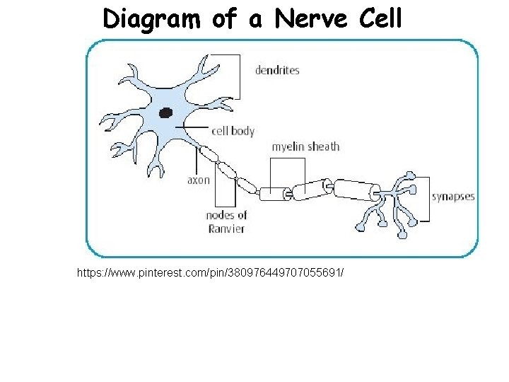 Diagram of a Nerve Cell https: //www. pinterest. com/pin/380976449707055691/ 