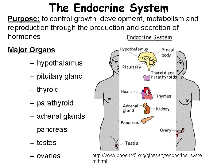 The Endocrine System Purpose: to control growth, development, metabolism and reproduction through the production
