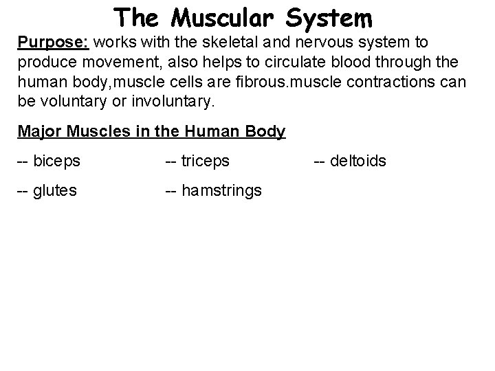 The Muscular System Purpose: works with the skeletal and nervous system to produce movement,