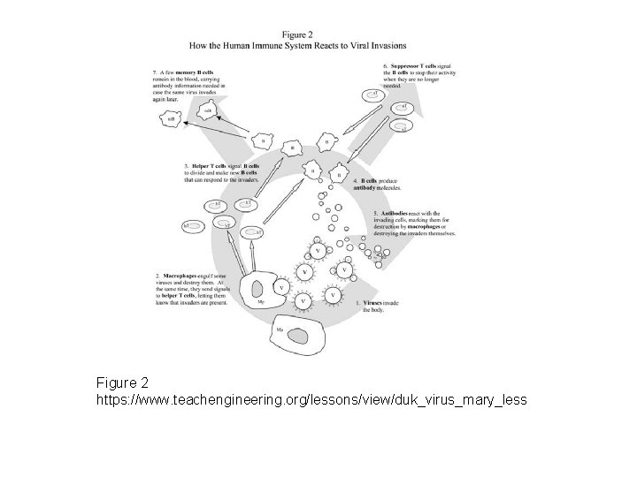 Figure 2 https: //www. teachengineering. org/lessons/view/duk_virus_mary_less 
