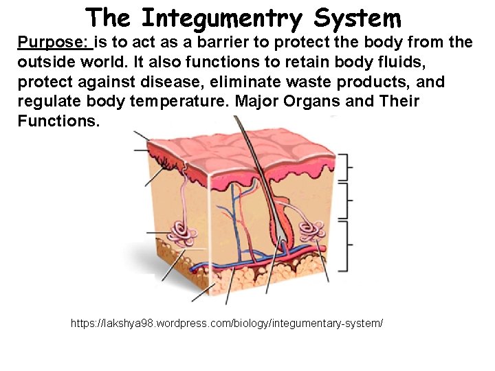 The Integumentry System Purpose: is to act as a barrier to protect the body