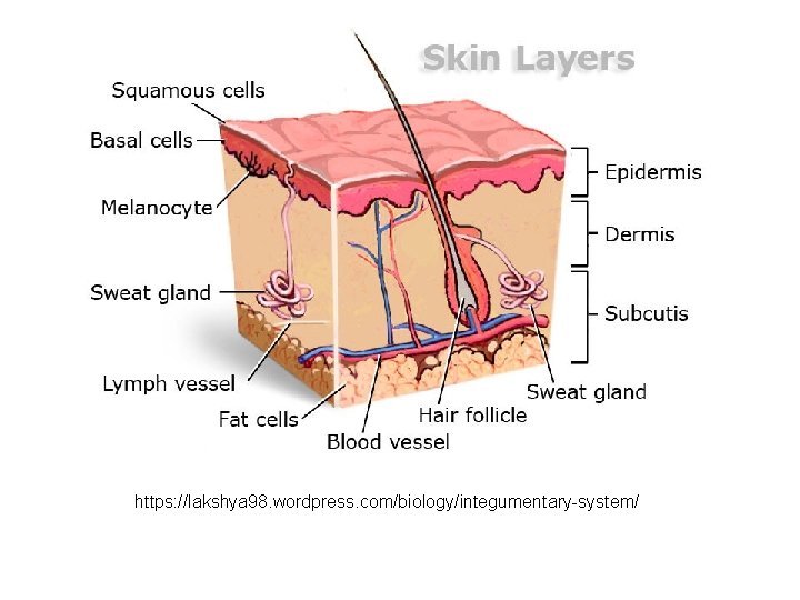 https: //lakshya 98. wordpress. com/biology/integumentary-system/ 