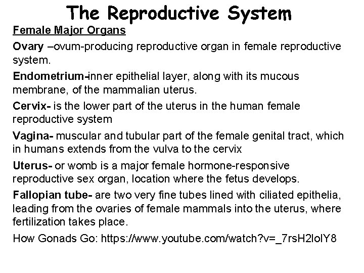 The Reproductive System Female Major Organs Ovary –ovum-producing reproductive organ in female reproductive system.