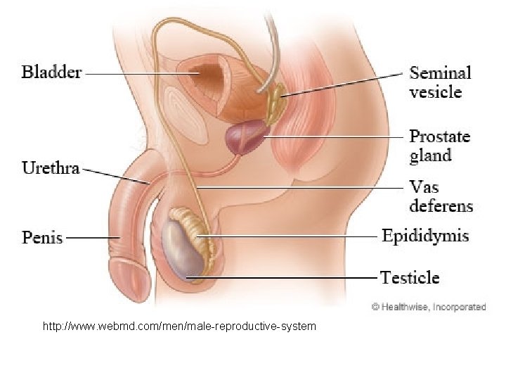http: //www. webmd. com/men/male-reproductive-system 