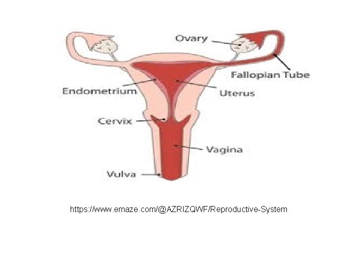 https: //www. emaze. com/@AZRIZQWF/Reproductive-System 