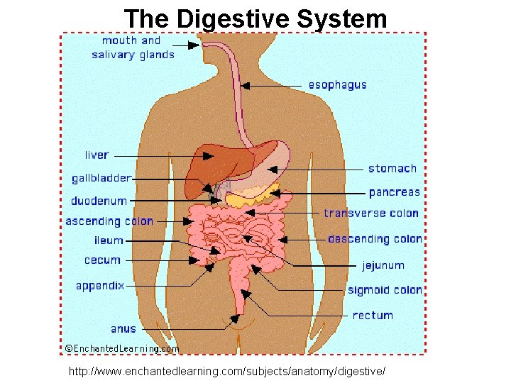 The Digestive System http: //www. enchantedlearning. com/subjects/anatomy/digestive/ 