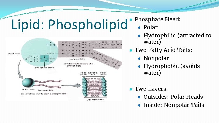Lipid: Phospholipid ● Phosphate Head: ● Polar ● Hydrophilic (attracted to water) ● Two