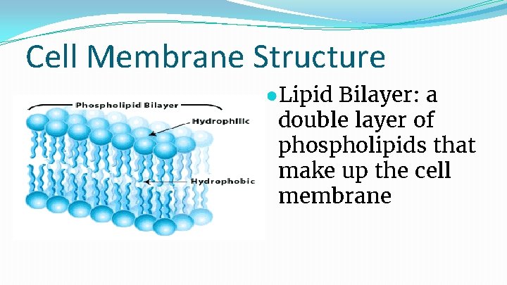 Cell Membrane Structure ●Lipid Bilayer: a double layer of phospholipids that make up the