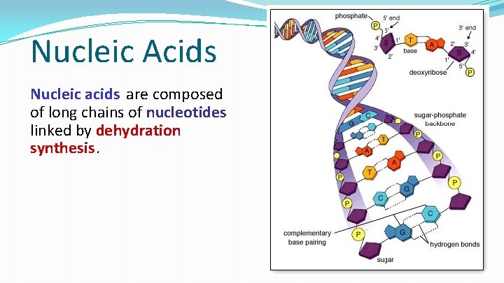 Nucleic Acids Nucleic acids are composed of long chains of nucleotides linked by dehydration