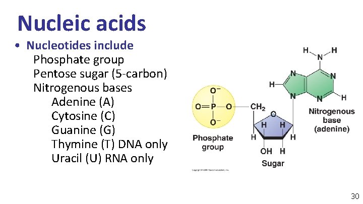 Nucleic acids • Nucleotides include Phosphate group Pentose sugar (5 -carbon) Nitrogenous bases Adenine