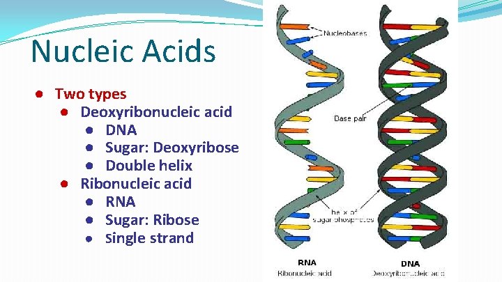 Nucleic Acids ● Two types ● Deoxyribonucleic acid ● DNA ● Sugar: Deoxyribose ●