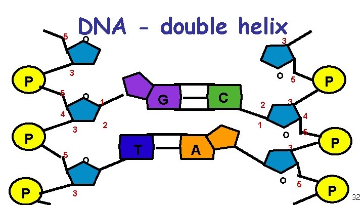 DNA double helix O 5 P 3 3 5 O C G 1 P