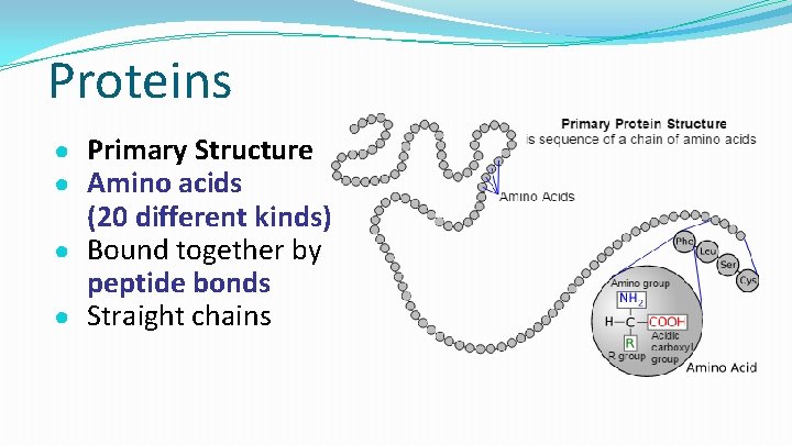 Proteins ● Primary Structure ● Amino acids (20 different kinds) ● Bound together by