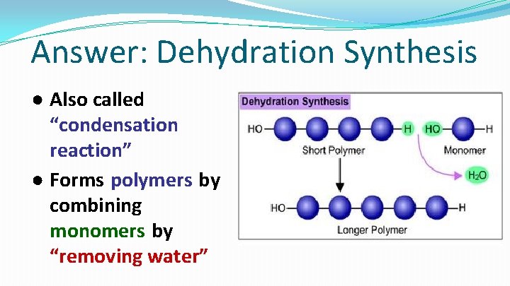Answer: Dehydration Synthesis ● Also called “condensation reaction” ● Forms polymers by combining monomers