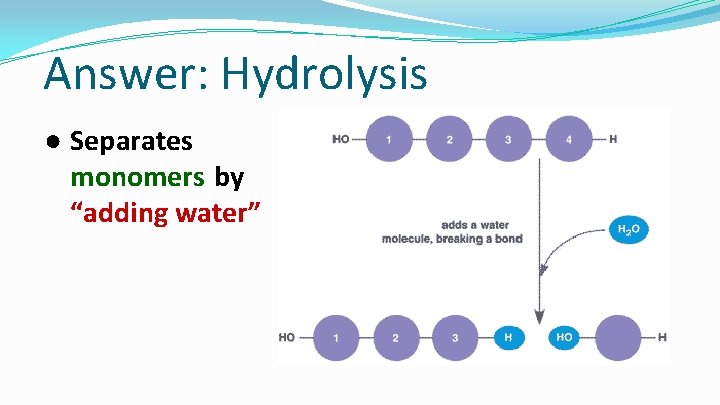 Answer: Hydrolysis ● Separates monomers by “adding water” 