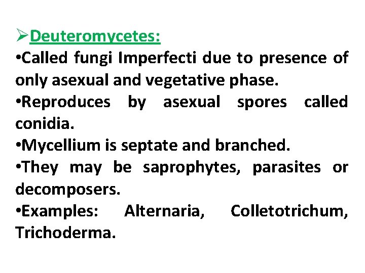 ØDeuteromycetes: • Called fungi Imperfecti due to presence of only asexual and vegetative phase.
