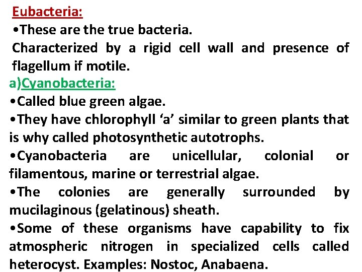 Eubacteria: • These are the true bacteria. Characterized by a rigid cell wall and