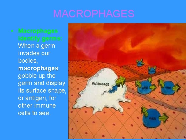 MACROPHAGES • Macrophages identify germs: When a germ invades our bodies, macrophages gobble up