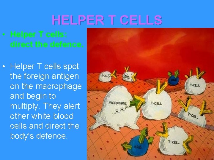 HELPER T CELLS • Helper T cells: direct the defence. • Helper T cells
