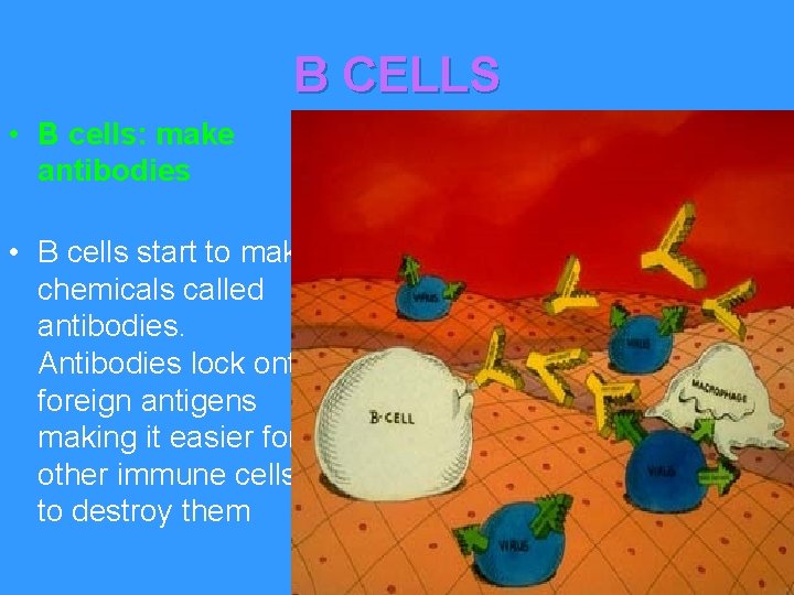 B CELLS • B cells: make antibodies • B cells start to make chemicals
