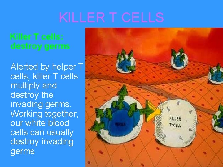 KILLER T CELLS Killer T cells: destroy germs Alerted by helper T cells, killer