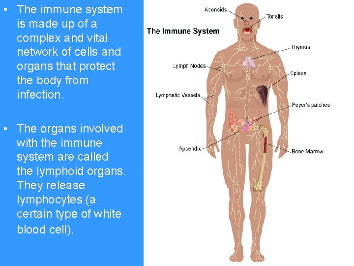 • The immune system is made up of a complex and vital network