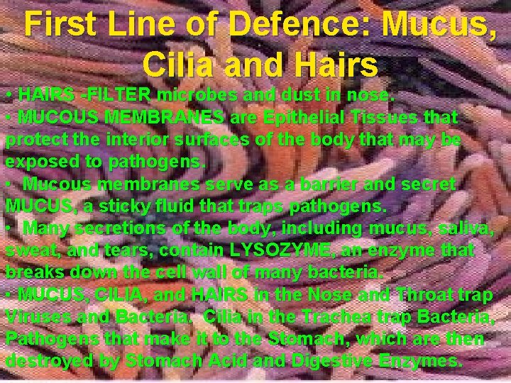 First Line of Defence: Mucus, Cilia and Hairs • HAIRS -FILTER microbes and dust