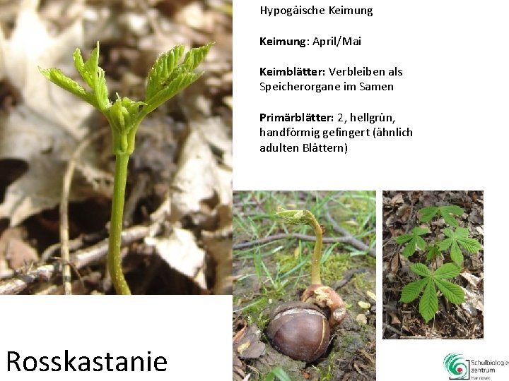 Hypogäische Keimung: April/Mai Keimblätter: Verbleiben als Speicherorgane im Samen Primärblätter: 2, hellgrün, handförmig gefingert