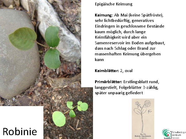 Epigäische Keimung: Ab Mai (keine Spätfröste), sehr lichtbedürftig, generatives Eindringen in geschlossene Bestände kaum