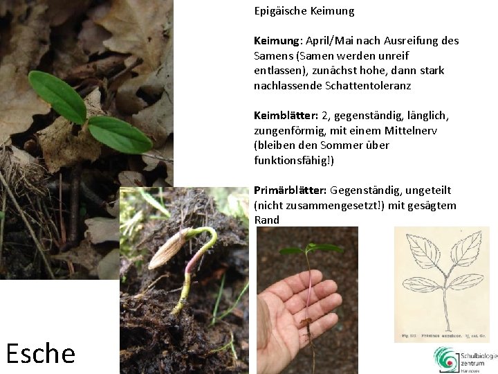 Epigäische Keimung: April/Mai nach Ausreifung des Samens (Samen werden unreif entlassen), zunächst hohe, dann