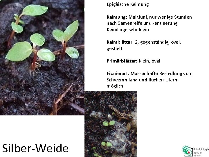 Epigäische Keimung: Mai/Juni, nur wenige Stunden nach Samenreife und -entleerung Keimlinge sehr klein Keimblätter: