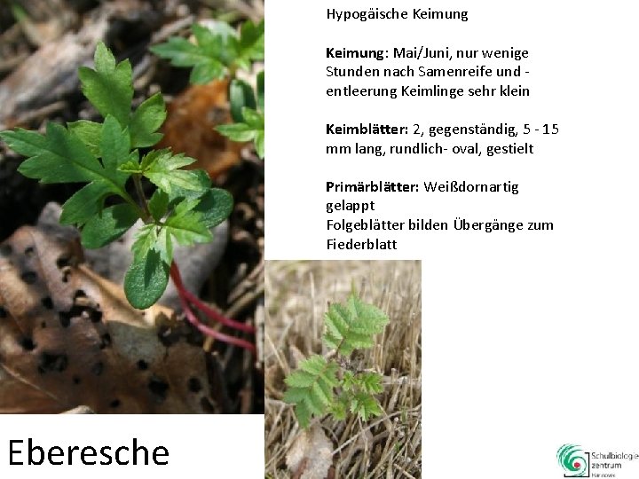 Hypogäische Keimung: Mai/Juni, nur wenige Stunden nach Samenreife und entleerung Keimlinge sehr klein Keimblätter: