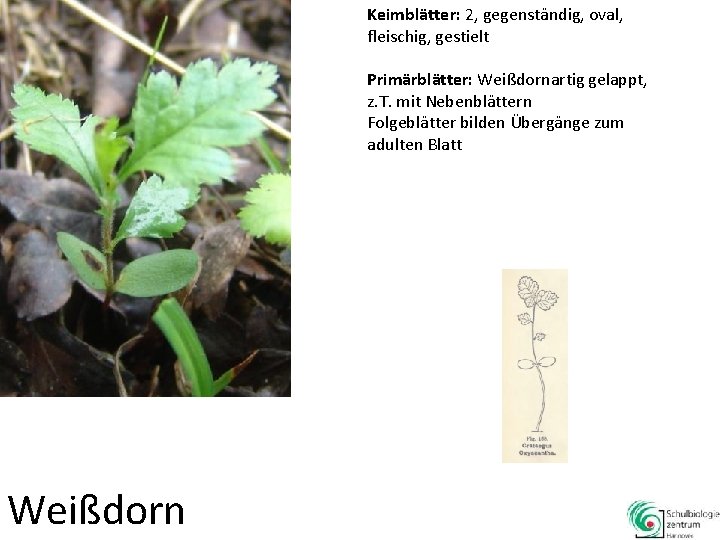 Keimblätter: 2, gegenständig, oval, fleischig, gestielt Primärblätter: Weißdornartig gelappt, z. T. mit Nebenblättern Folgeblätter