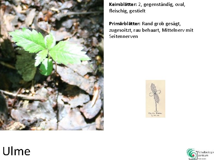 Keimblätter: 2, gegenständig, oval, fleischig, gestielt Primärblätter: Rand grob gesägt, zugesoitzt, rau behaart, Mittelnerv