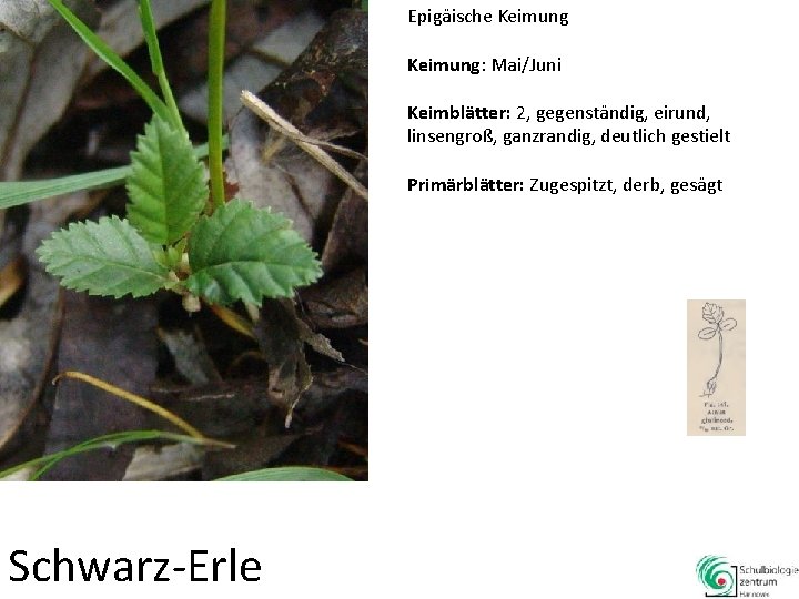 Epigäische Keimung: Mai/Juni Keimblätter: 2, gegenständig, eirund, linsengroß, ganzrandig, deutlich gestielt Primärblätter: Zugespitzt, derb,
