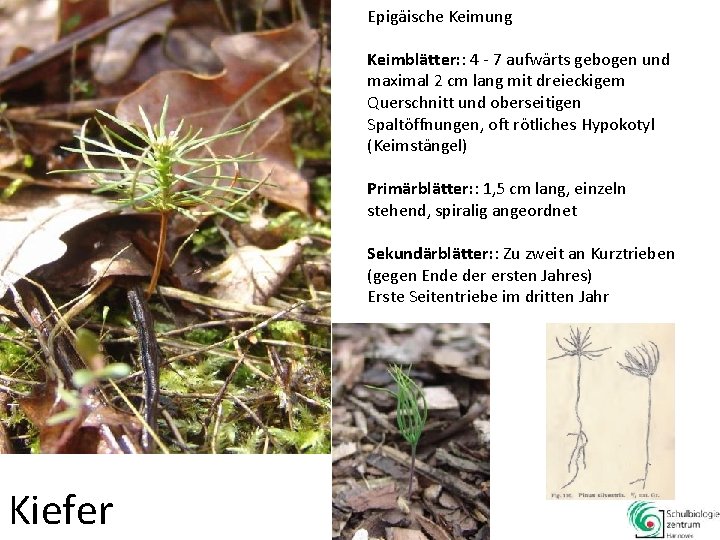 Epigäische Keimung Keimblätter: : 4 - 7 aufwärts gebogen und maximal 2 cm lang