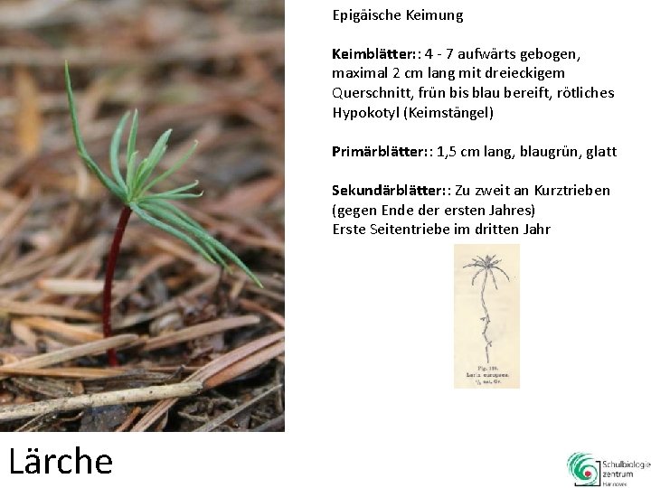 Epigäische Keimung Keimblätter: : 4 - 7 aufwärts gebogen, maximal 2 cm lang mit